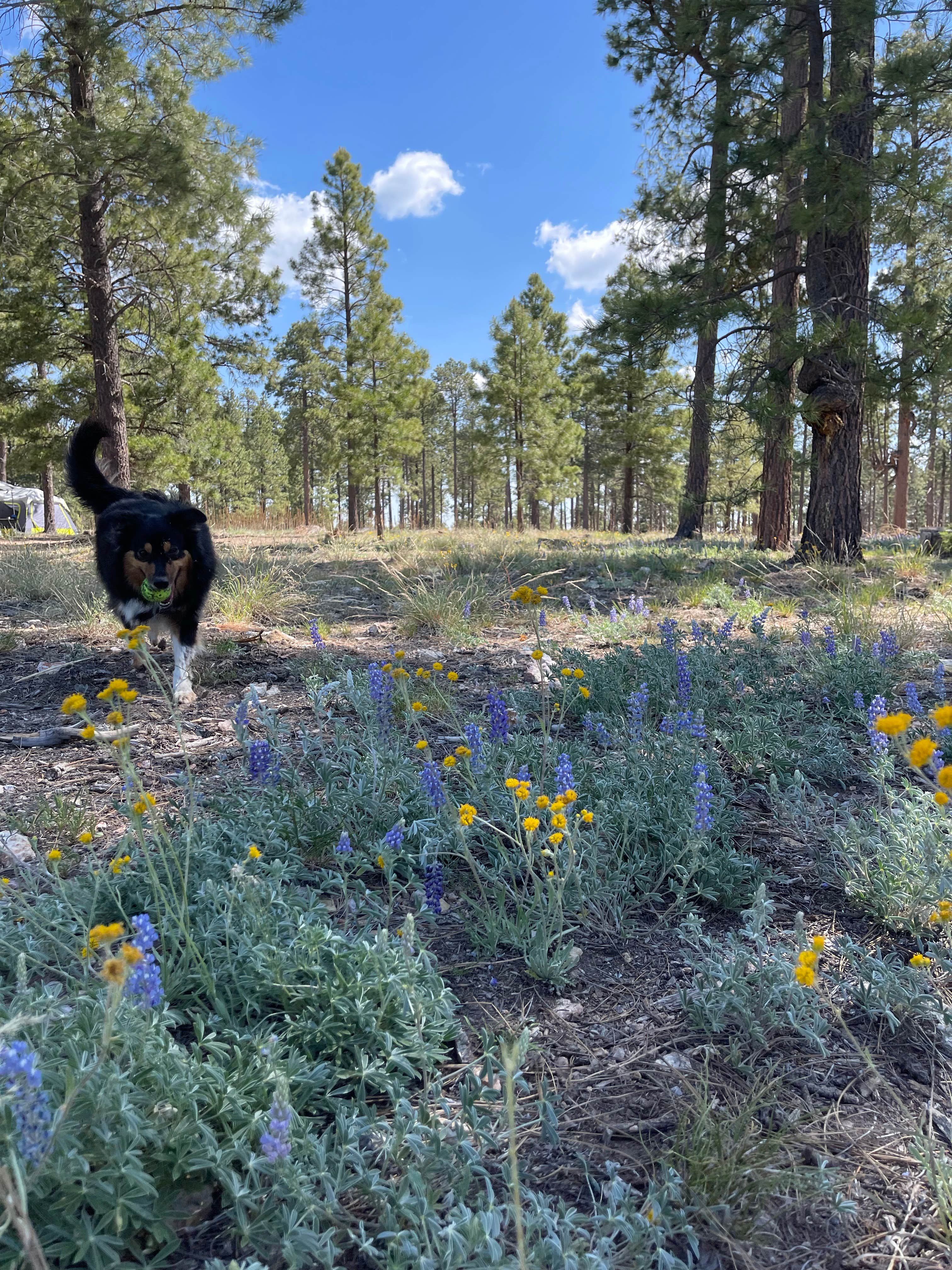Camper submitted image from Fr 237 Camping Area - 2