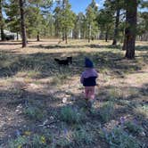 Review photo of Fr 237 Camping Area by Beth G., September 19, 2023