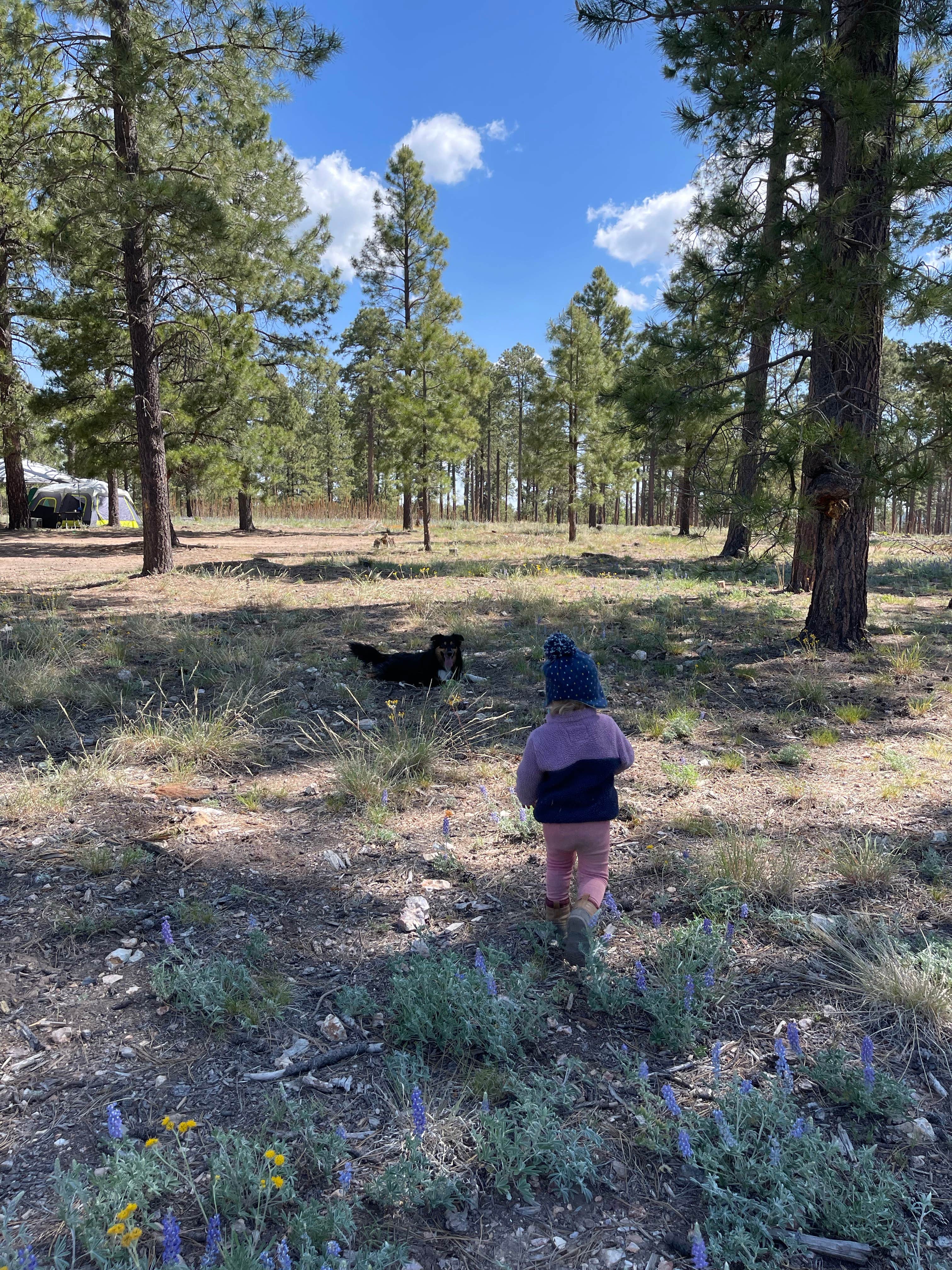Camper submitted image from Fr 237 Camping Area - 4