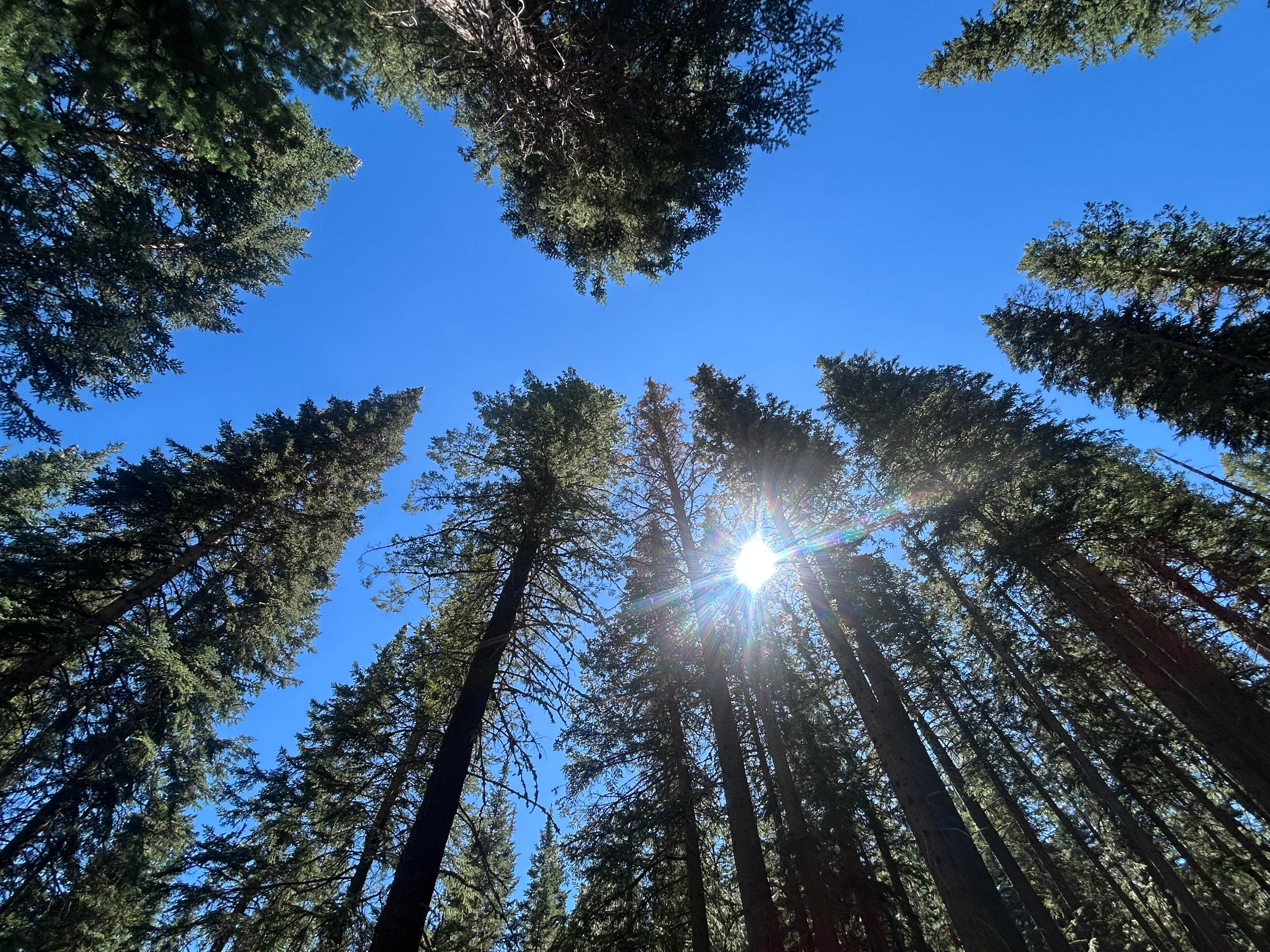 Camping near Brook Char Campground: Gabaldon, Greer, Arizona