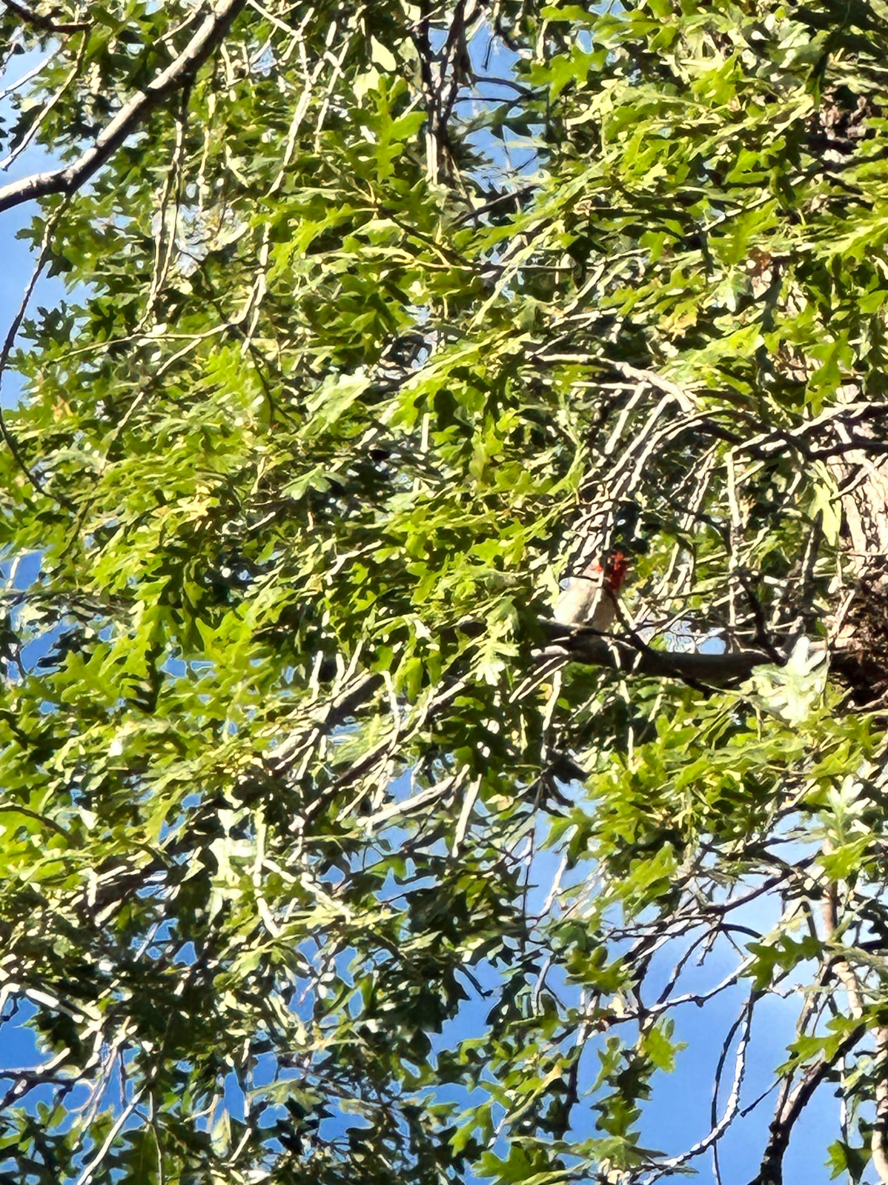 Camper-submitted photo at Granville Campground near Morenci, AZ