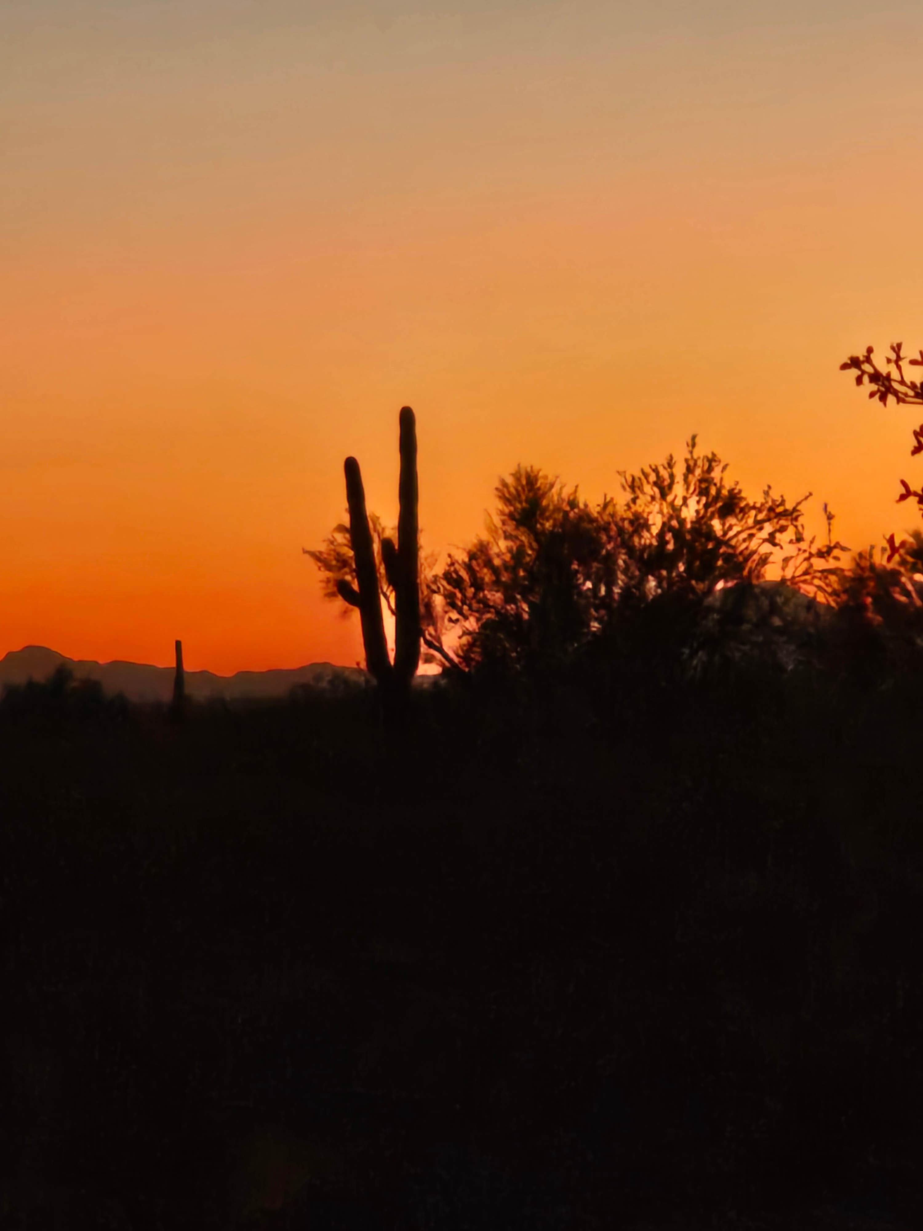 Allison D.'s photo of a dispersed camping area at Gunsight Wash BLM Dispersed camping area near Organ Pipe Cactus National Monument