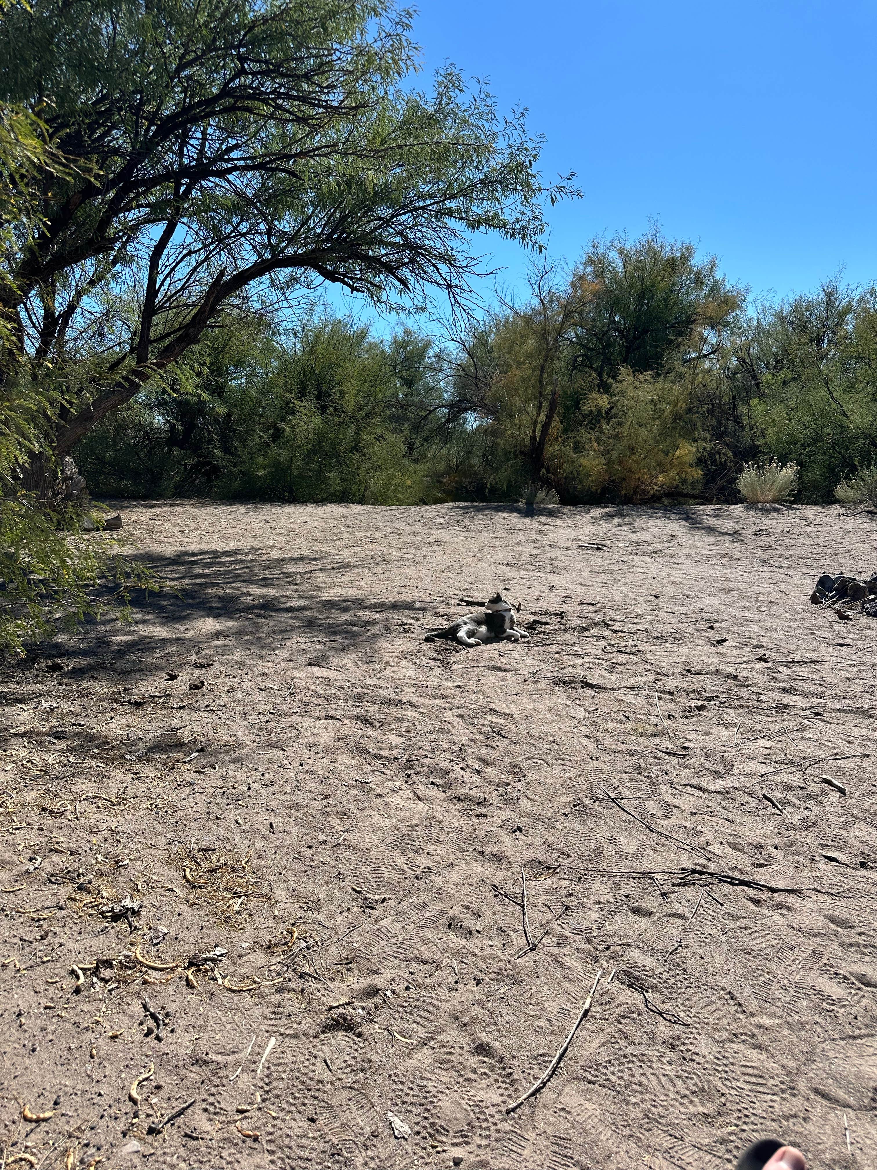 Christian M.'s photo of camping with pets at Hot Well Dunes Recreation Area near Willcox, AZ
