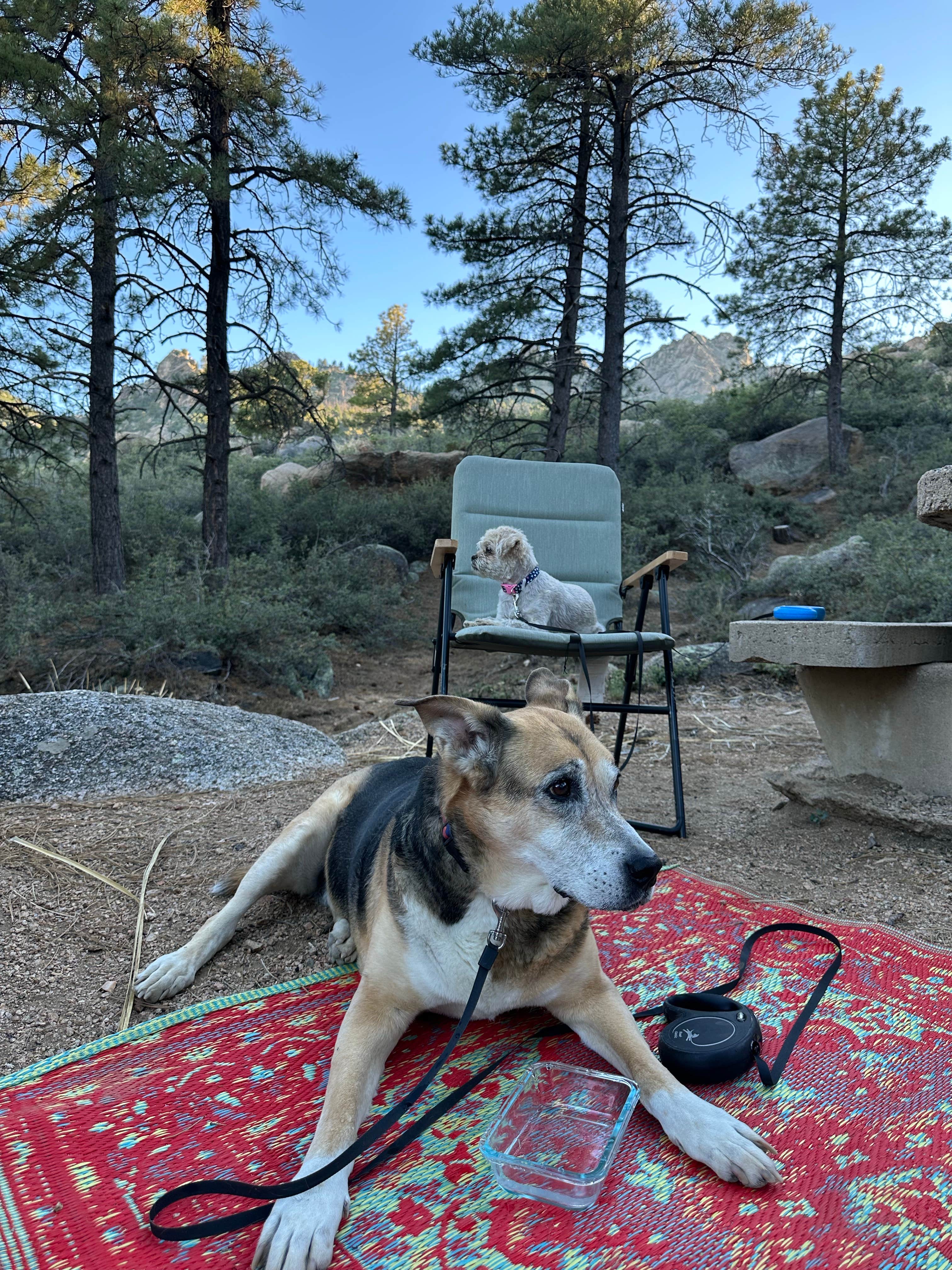 Elizabeth H.'s photo of camping with pets at Hualapai Mountain Park near Oatman, AZ
