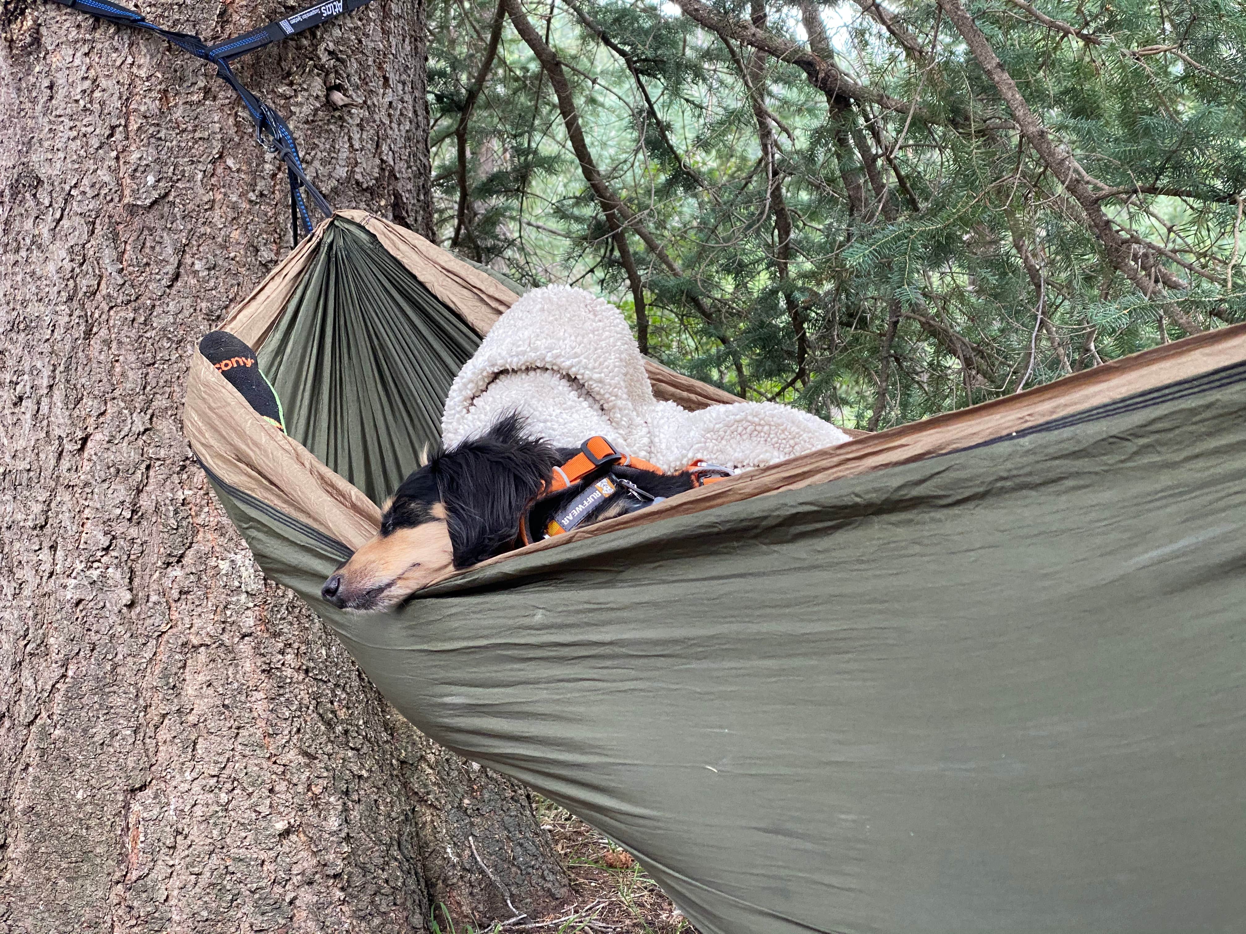 Beth G.'s photo of camping with pets at KP Cienega Campground near Morenci, AZ
