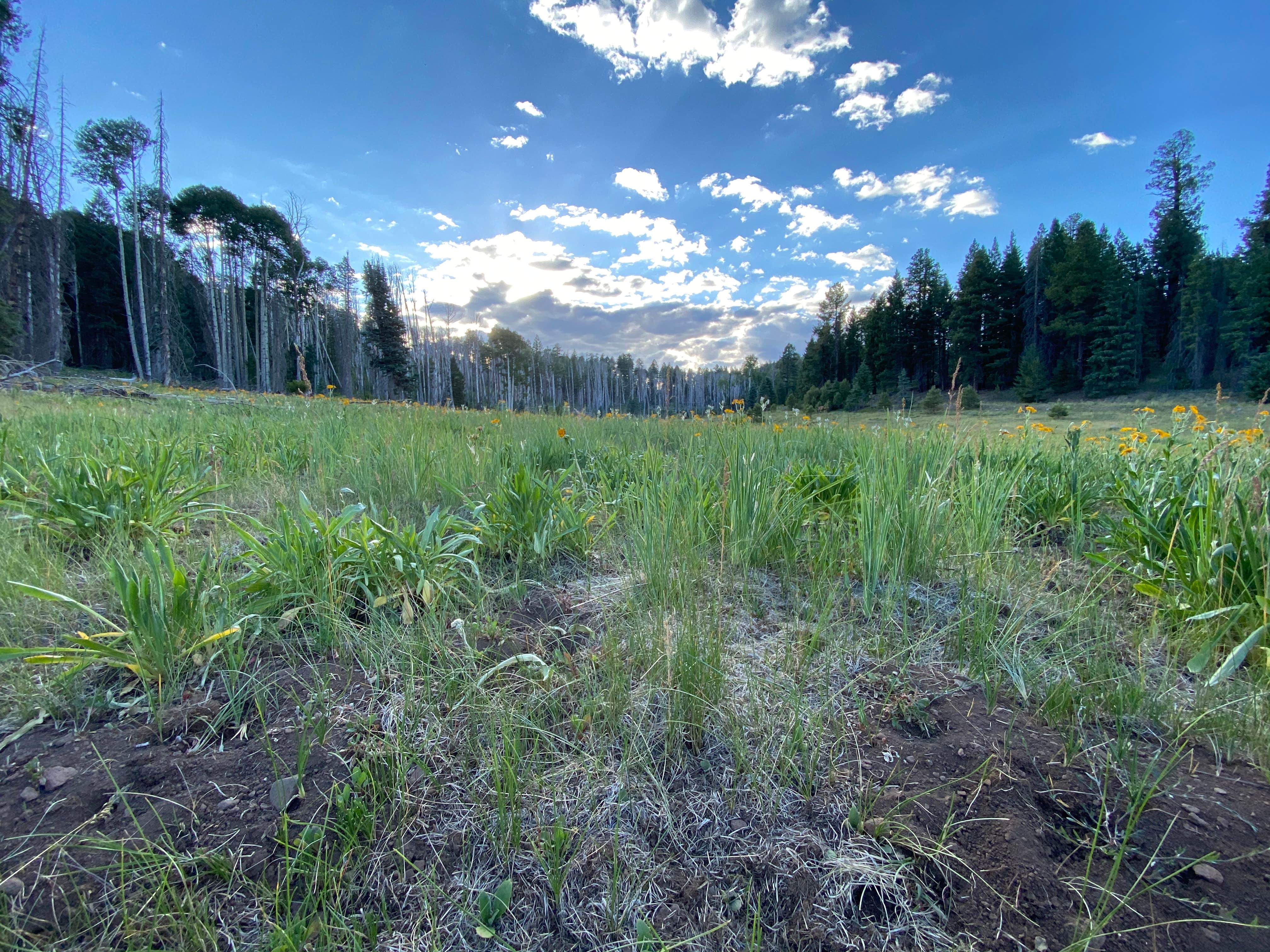 Camper-submitted photo at KP Cienega Campground near Blue, AZ