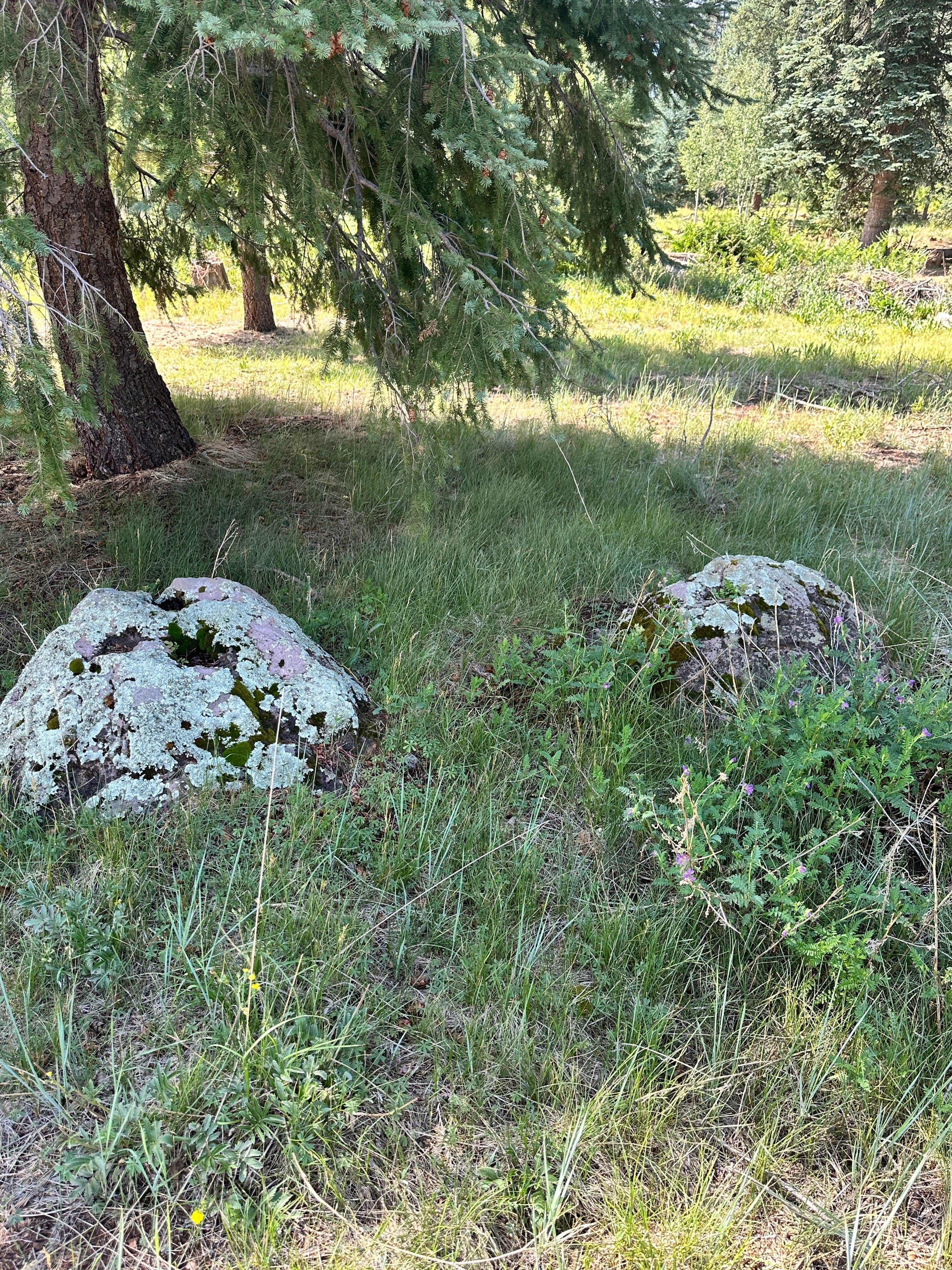 Camper-submitted photo at KP Cienega Campground near Blue, AZ