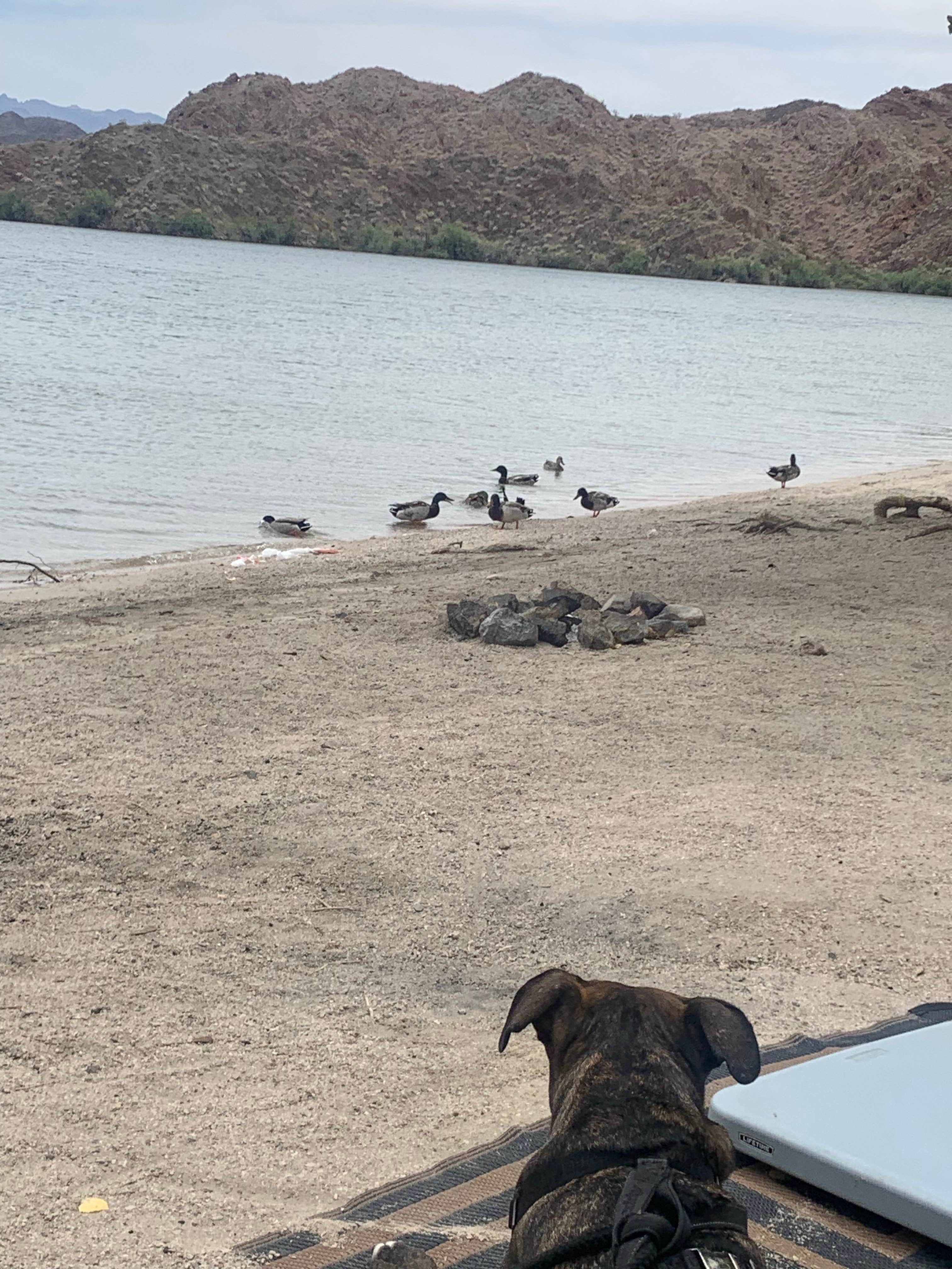 Kiersten M.'s photo of camping with pets at Lake Mohave - Nevada Telephone Cove — Lake Mead National Recreation Area near Searchlight, NV