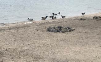Kiersten M.'s photo of camping with pets at Lake Mohave - Nevada Telephone Cove — Lake Mead National Recreation Area near Laughlin, NV