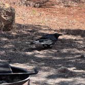 Review photo of Mather Campground — Grand Canyon National Park by Jo Ann F., June 5, 2026
