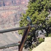 Review photo of Mather Campground — Grand Canyon National Park by emma L., October 15, 2025