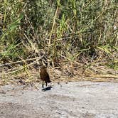 Review photo of Mittry Lake Wildlife Area by Richard D., March 19, 2026