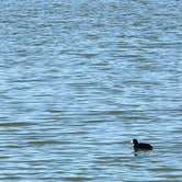 Review photo of Mittry Lake Wildlife Area by Richard D., March 19, 2026