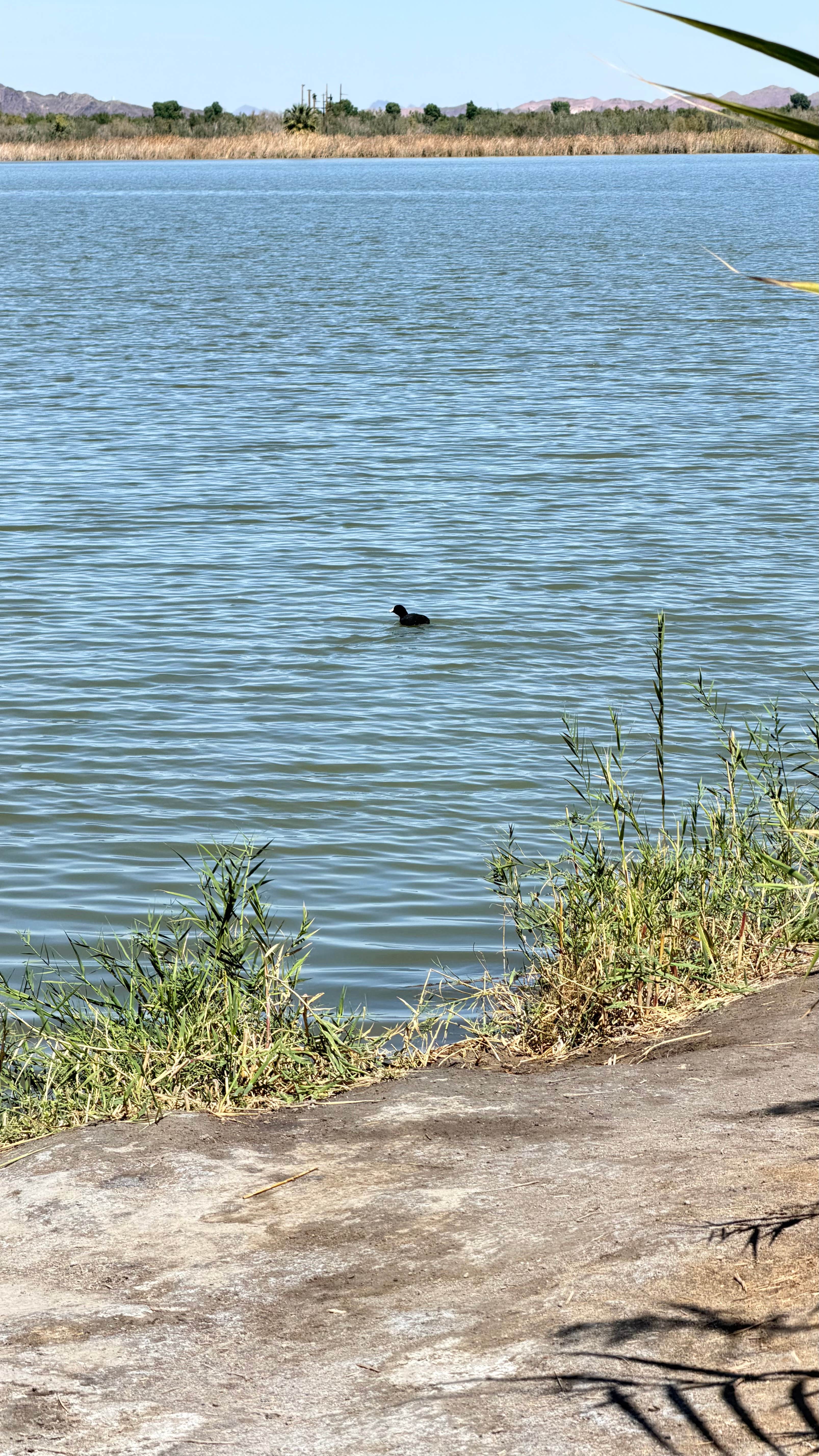 Richard D.'s photo of a dispersed camping area at Mittry Lake Wildlife Area near Winterhaven, CA