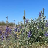 Review photo of Picacho Peak State Park Campground by Joel R., March 28, 2024