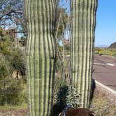 Review photo of Picacho Peak State Park Campground by Joel R., March 28, 2024