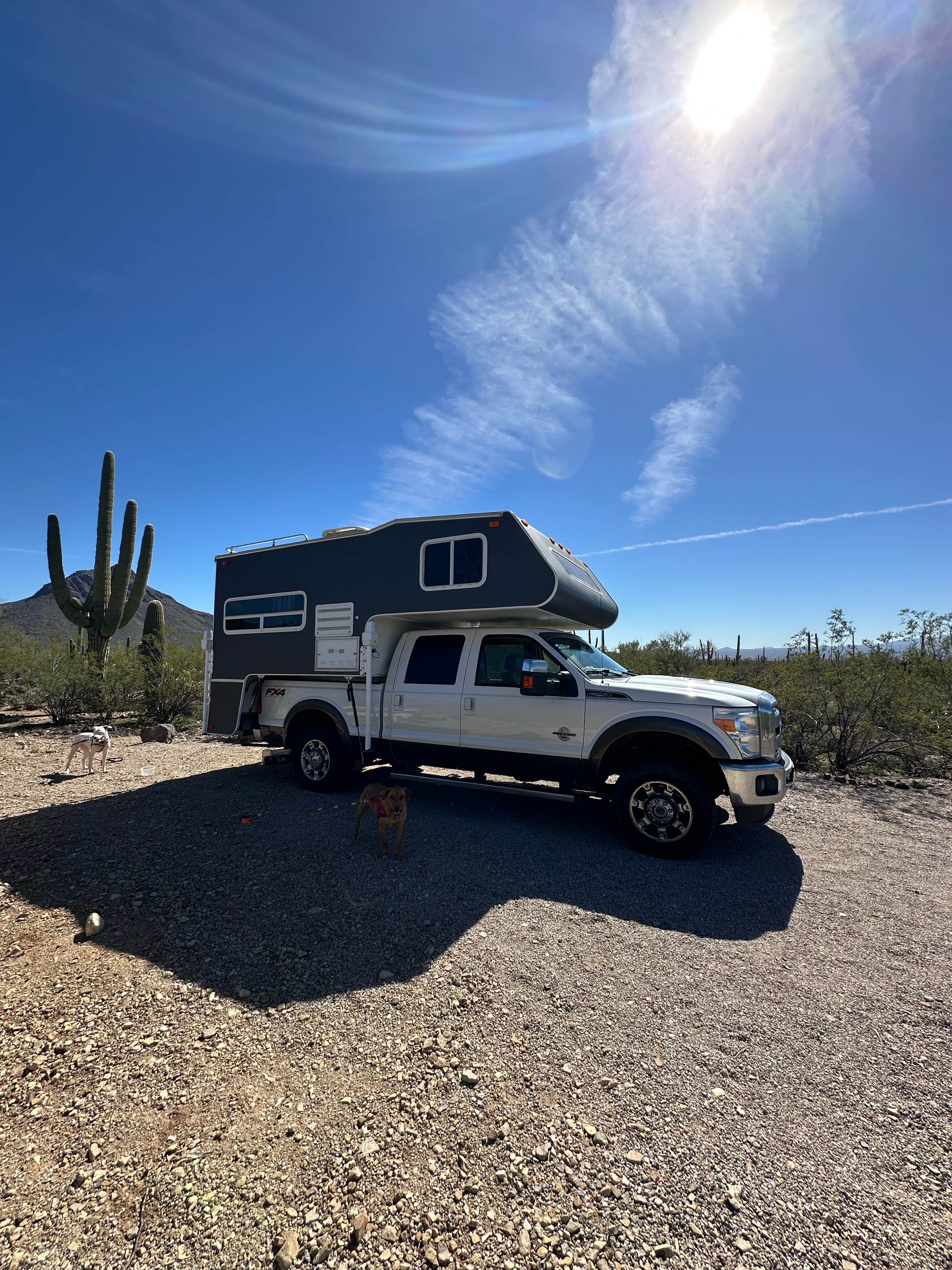 Hannah T.'s photo of camping with pets at Gilbert Ray Campground near Saguaro National Park