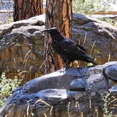 Review photo of Pine Flat Campground West by Emily C., August 10, 2026