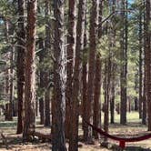 Review photo of Pinegrove Campground by Chad E., June 21, 2024