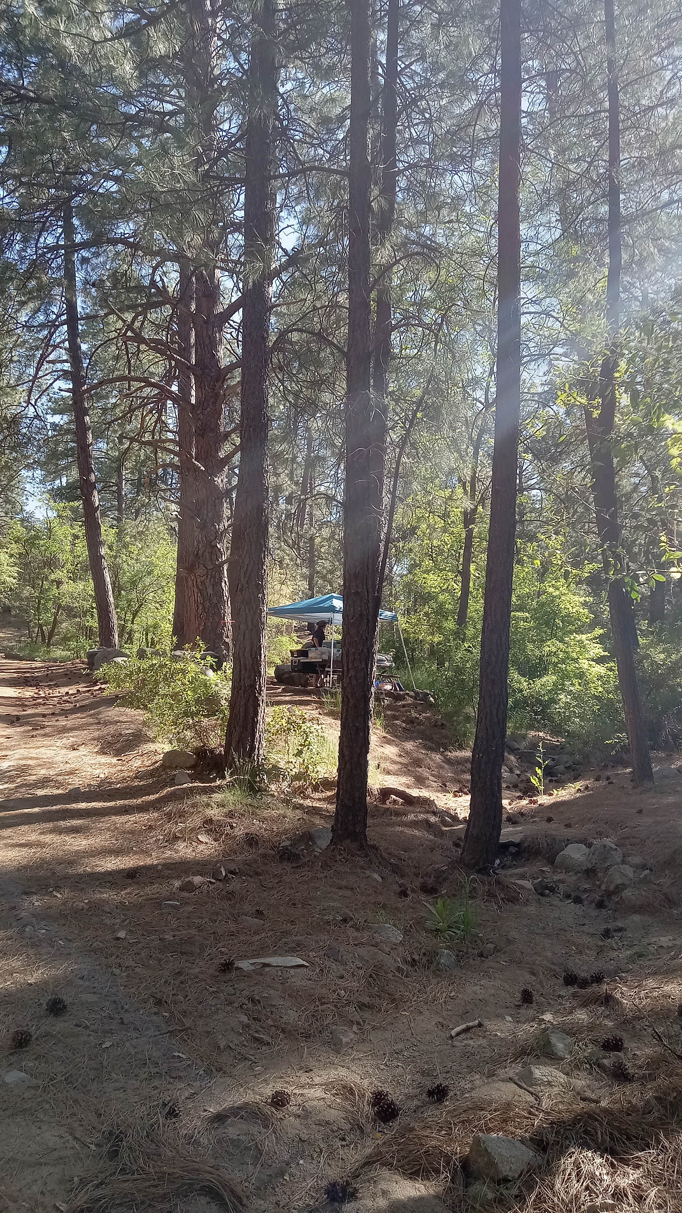 Camper submitted image from Sulphide Del Rey Campground - 5