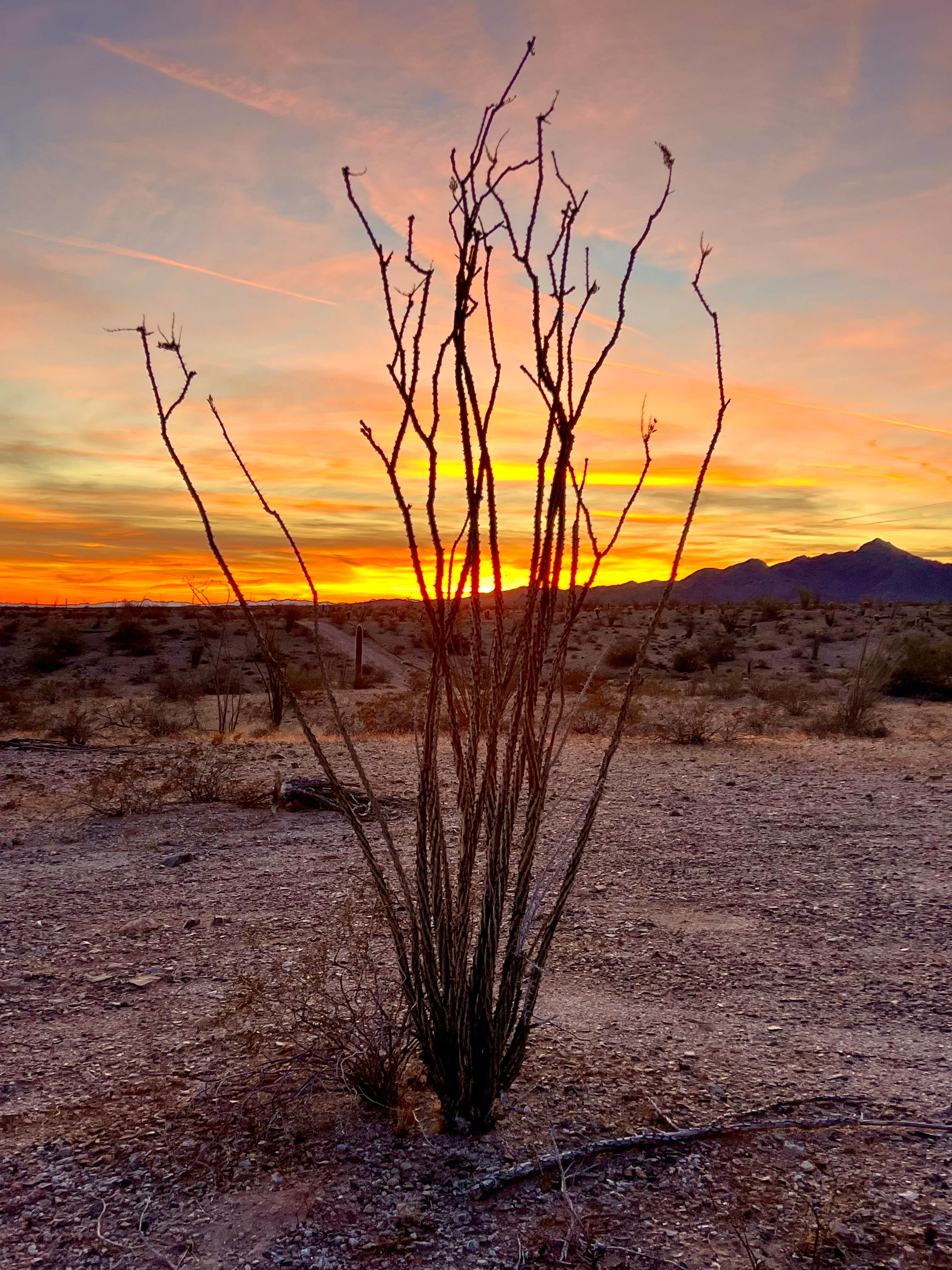 Jeffrey F.'s photo of a dispersed camping area at Swansea Ghost Town near Parker Dam, CA