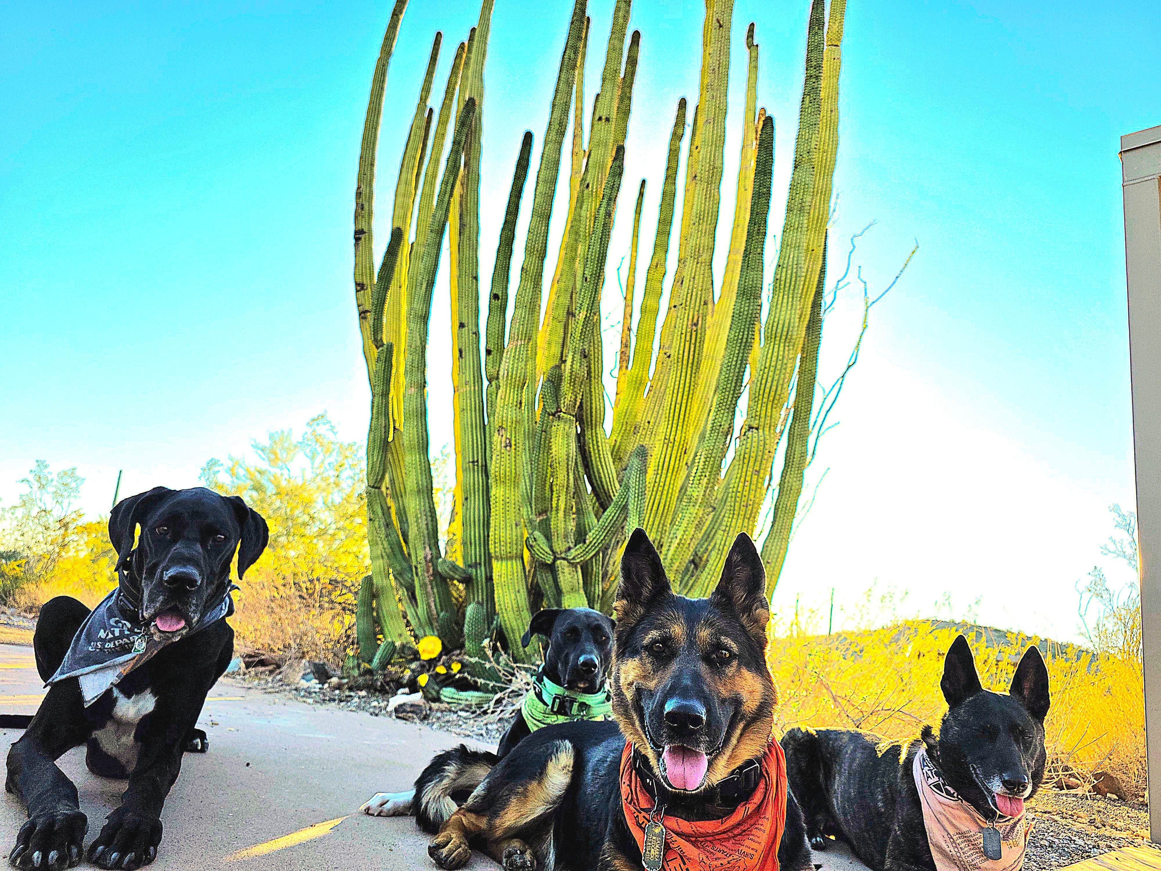 Don R.'s photo of camping with pets at Twin Peaks Campground — Organ Pipe Cactus National Monument near Ajo, AZ
