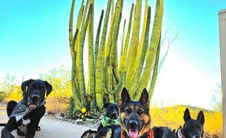 Don R.'s photo of camping with pets at Twin Peaks Campground — Organ Pipe Cactus National Monument near Ajo, AZ