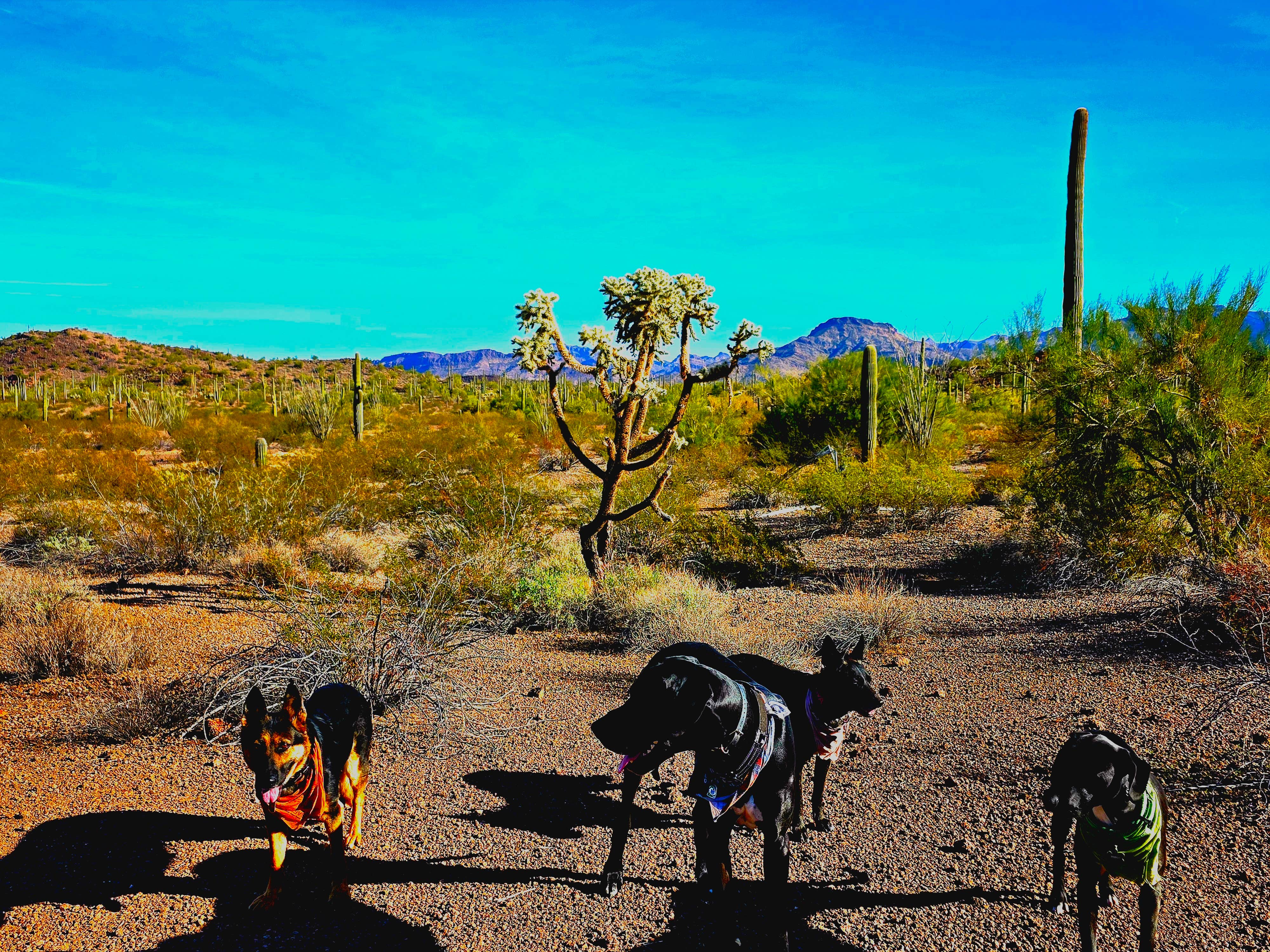 Don R.'s photo of camping with pets at Twin Peaks Campground — Organ Pipe Cactus National Monument near Ajo, AZ