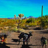 Review photo of Twin Peaks Campground — Organ Pipe Cactus National Monument by Don R., September 27, 2026