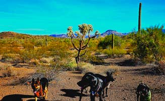 Don R.'s photo of camping with pets at Twin Peaks Campground — Organ Pipe Cactus National Monument near Ajo, AZ