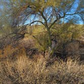 Review photo of Twin Peaks Campground — Organ Pipe Cactus National Monument by Wendy L., January 10, 2025