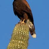 Review photo of Usery Mountain Regional Park by David N., February 4, 2026