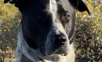 David N.'s photo of camping with pets at Usery Mountain Regional Park near Scottsdale, AZ