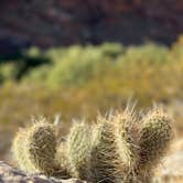 Review photo of Virgin River Gorge (BLM) by Yotam K., October 21, 2024