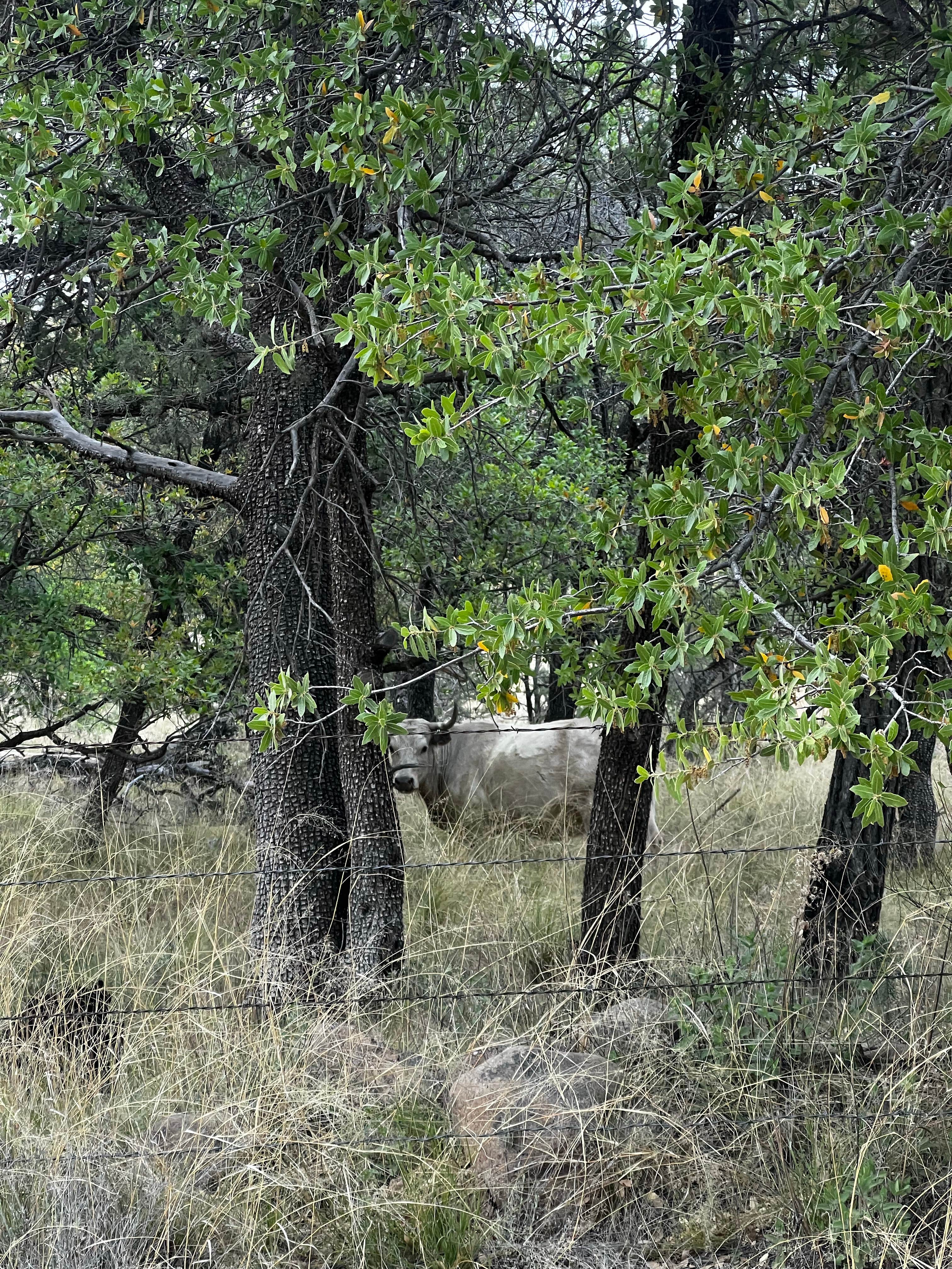 Camper-submitted photo at West Turkey Creek Dispersed near Chiricahua, AZ