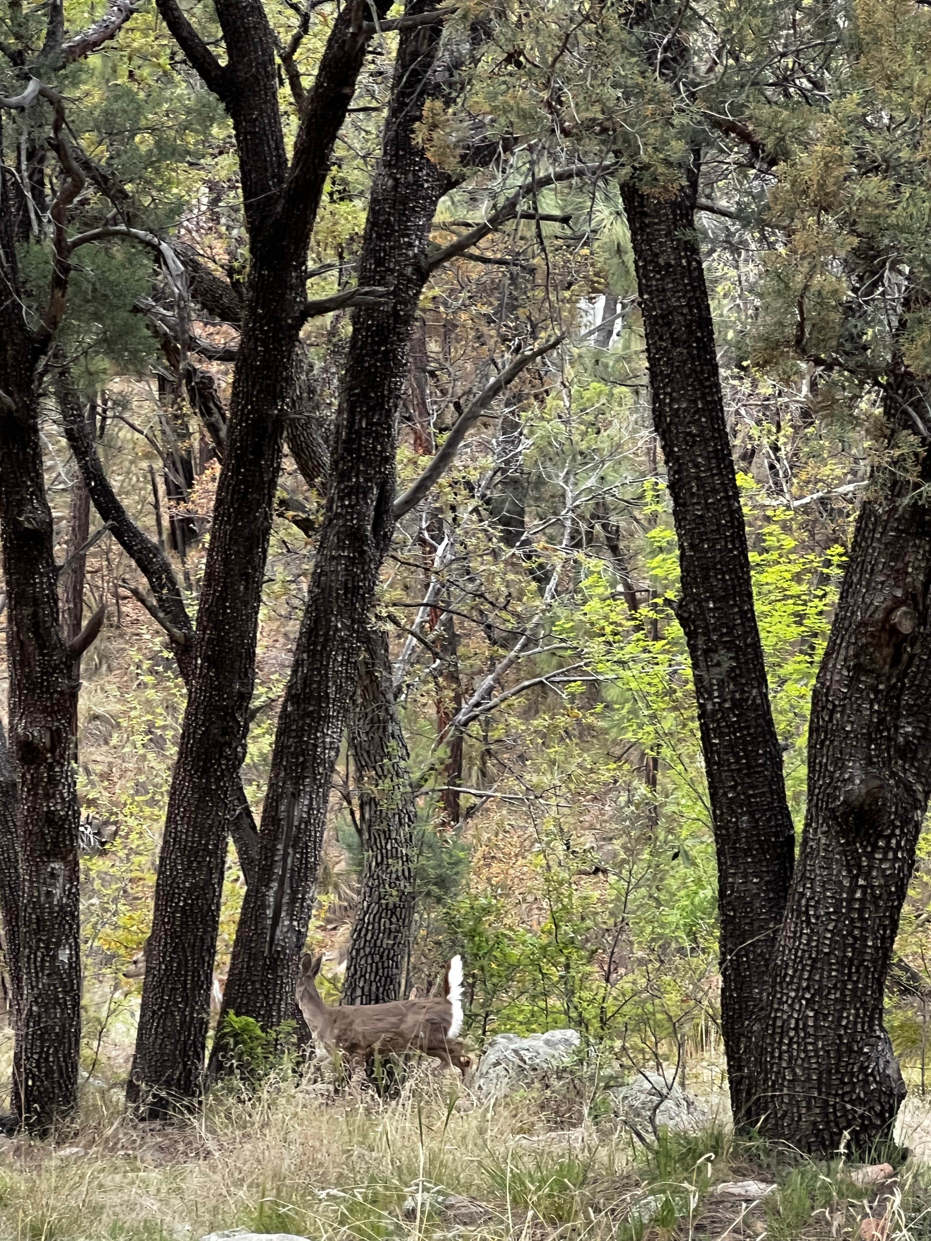 Camper-submitted photo at West Turkey Creek Dispersed near Chiricahua, AZ