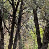 Review photo of West Turkey Creek Dispersed by Brandi S., July 11, 2026