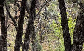 Brandi S.'s photo of camping with pets at West Turkey Creek Dispersed near Portal, AZ
