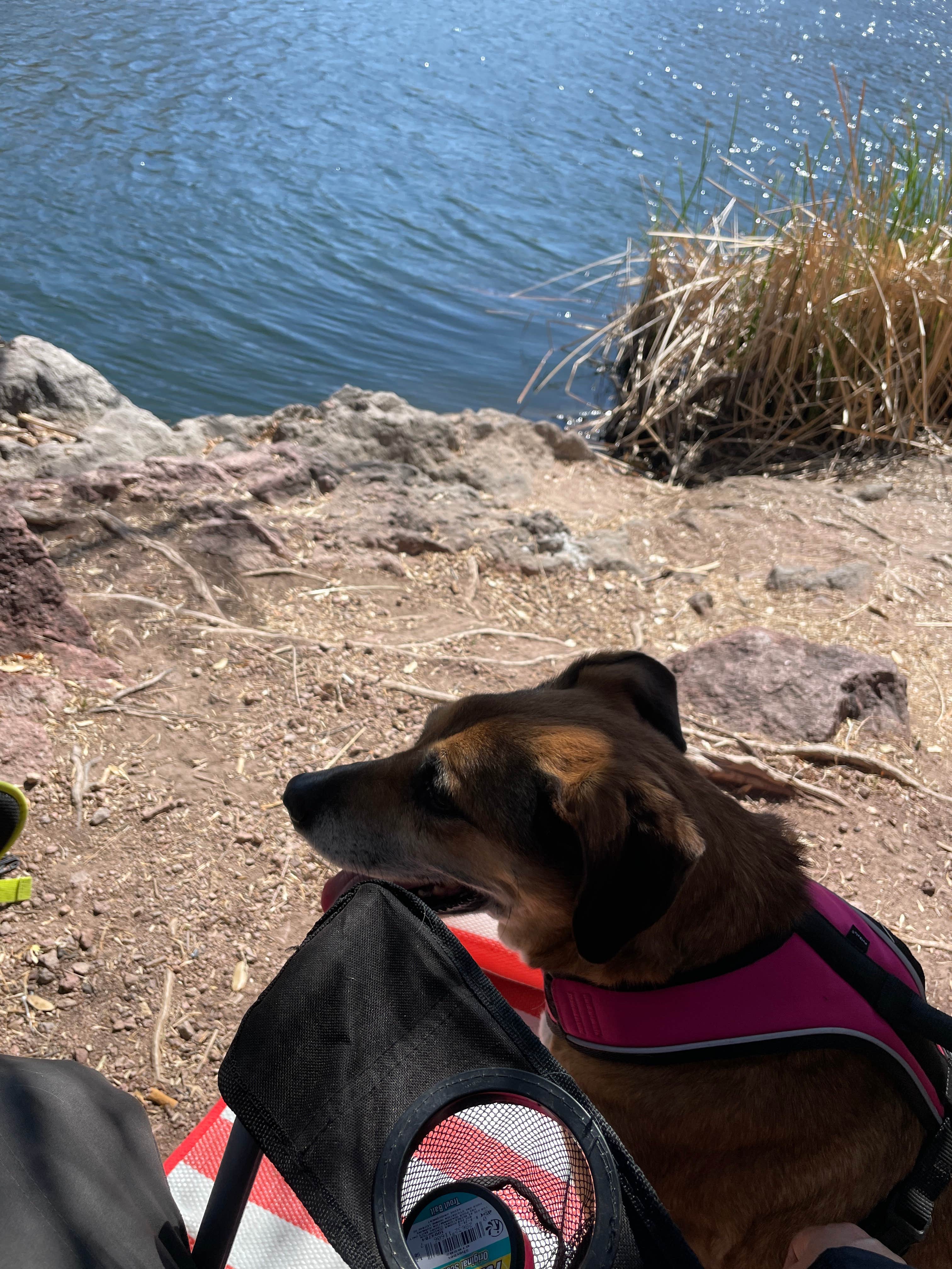 Pedro G.'s photo of camping with pets at White Rock Campground near Arivaca, AZ