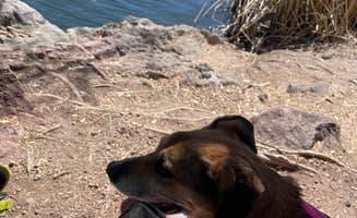 Pedro G.'s photo of camping with pets at White Rock Campground near Patagonia, AZ