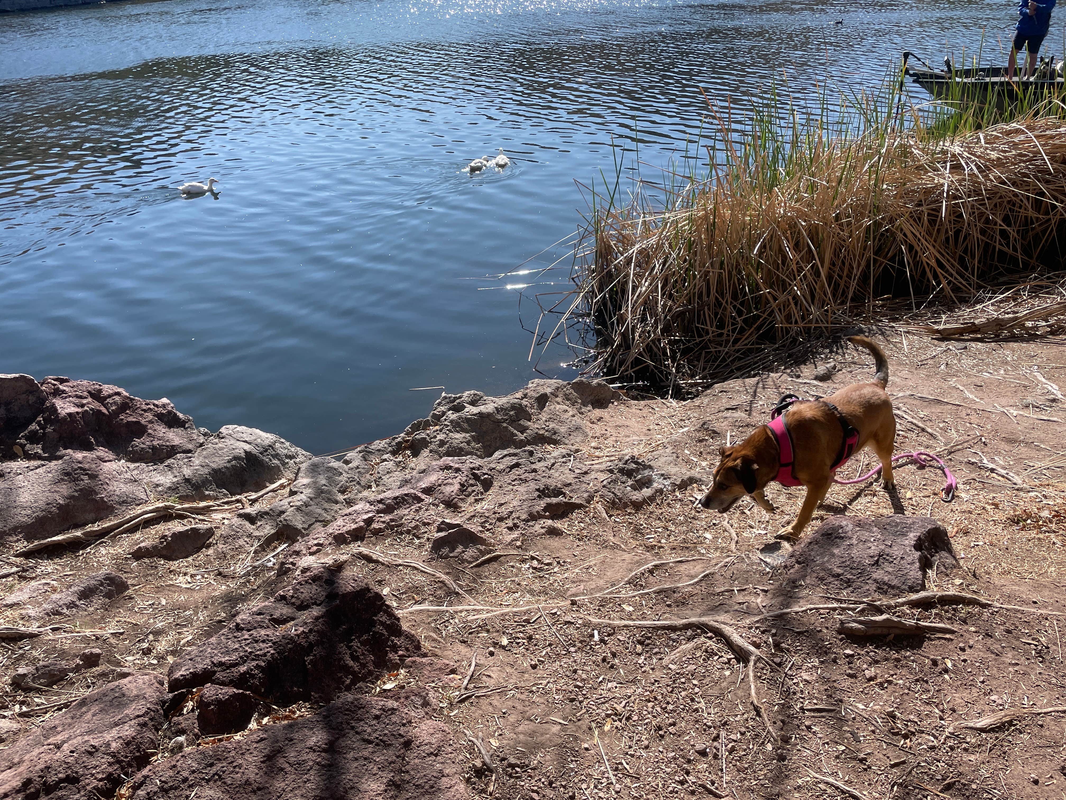 Camper-submitted photo at White Rock Campground near Arivaca, AZ