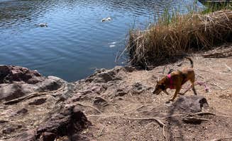 Pedro G.'s photo of camping with pets at White Rock Campground near Arivaca, AZ