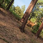 Review photo of White Spar Campground by Michelle J., August 26, 2026