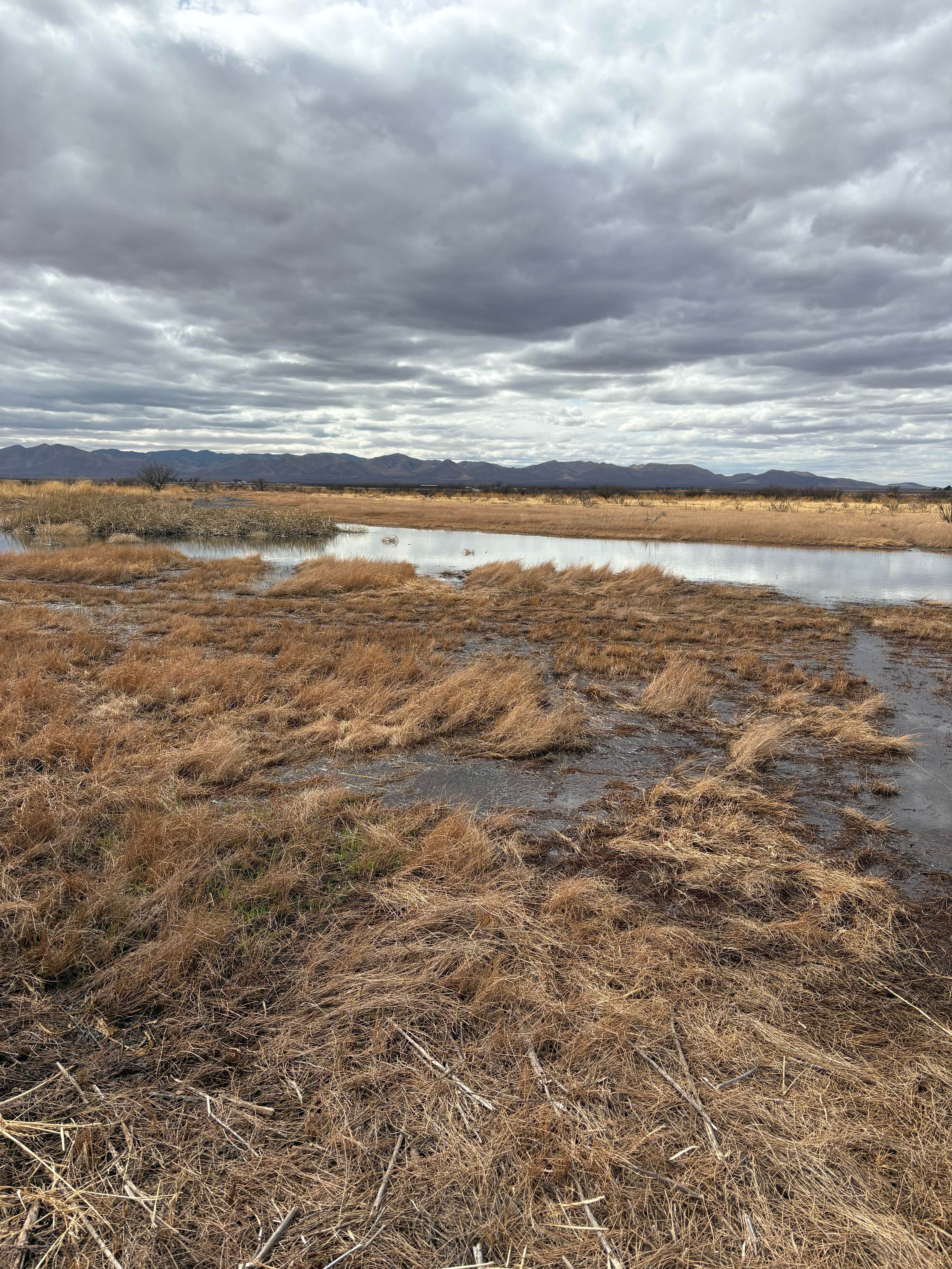Camper-submitted photo at Whitewater Draw Wildlife Area near Elfrida, AZ