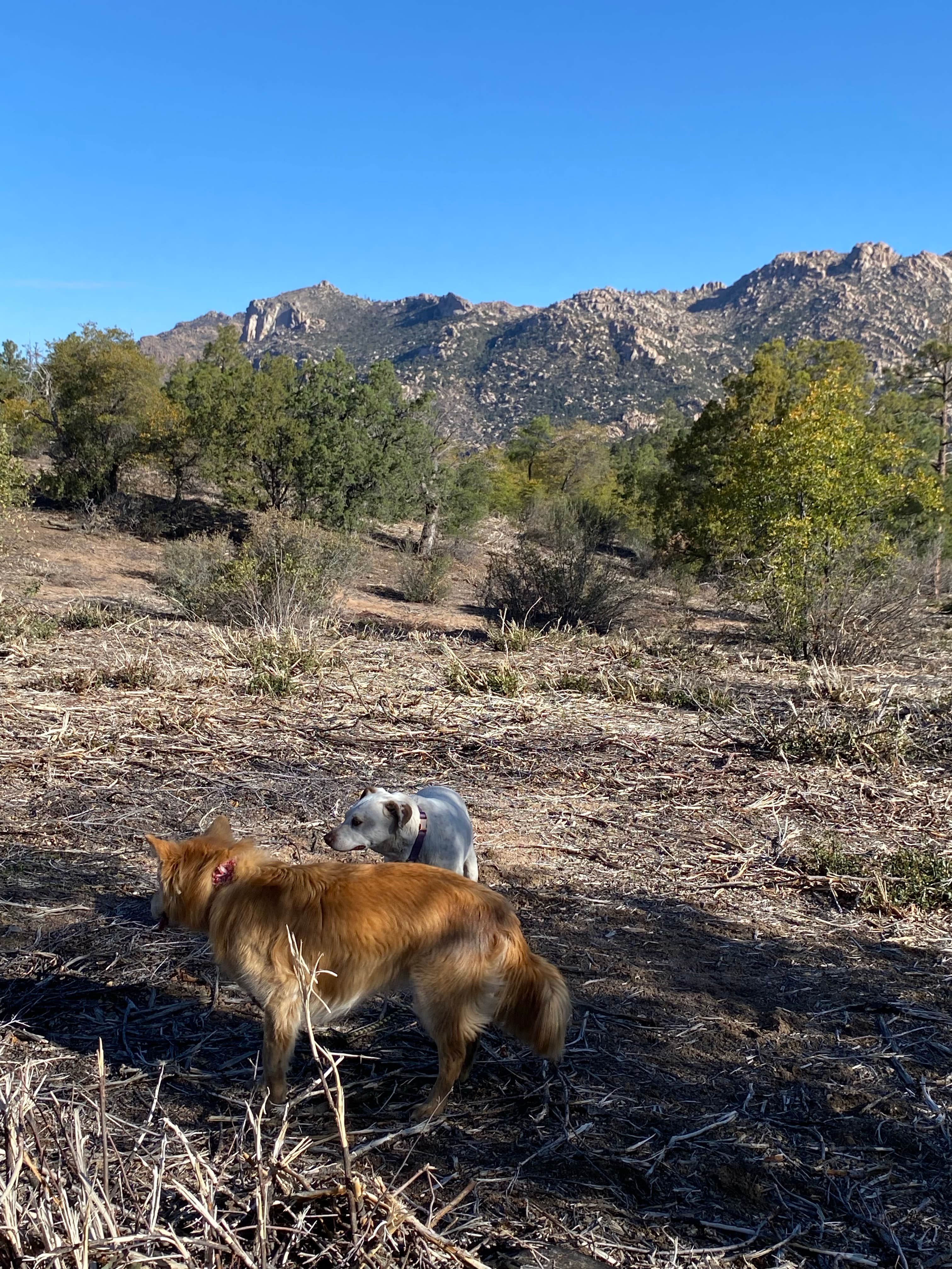 Douglas  S.'s photo of camping with pets at Yavapai Campground near Congress, AZ