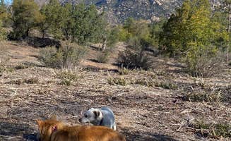 Douglas  S.'s photo of camping with pets at Yavapai Campground near Prescott, AZ