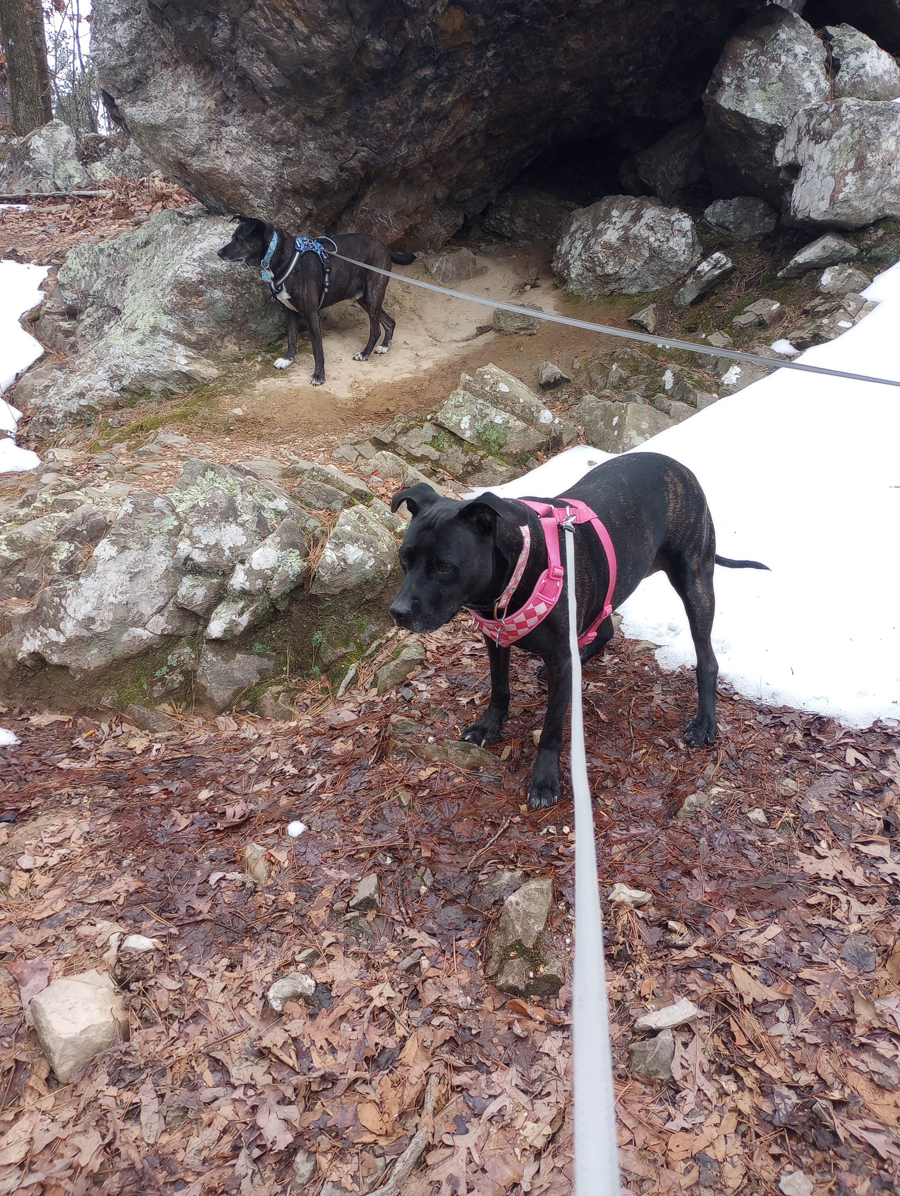 Jim M.'s photo of camping with pets at Gulpha Gorge Campground — Hot Springs National Park near Jones Mill, AR