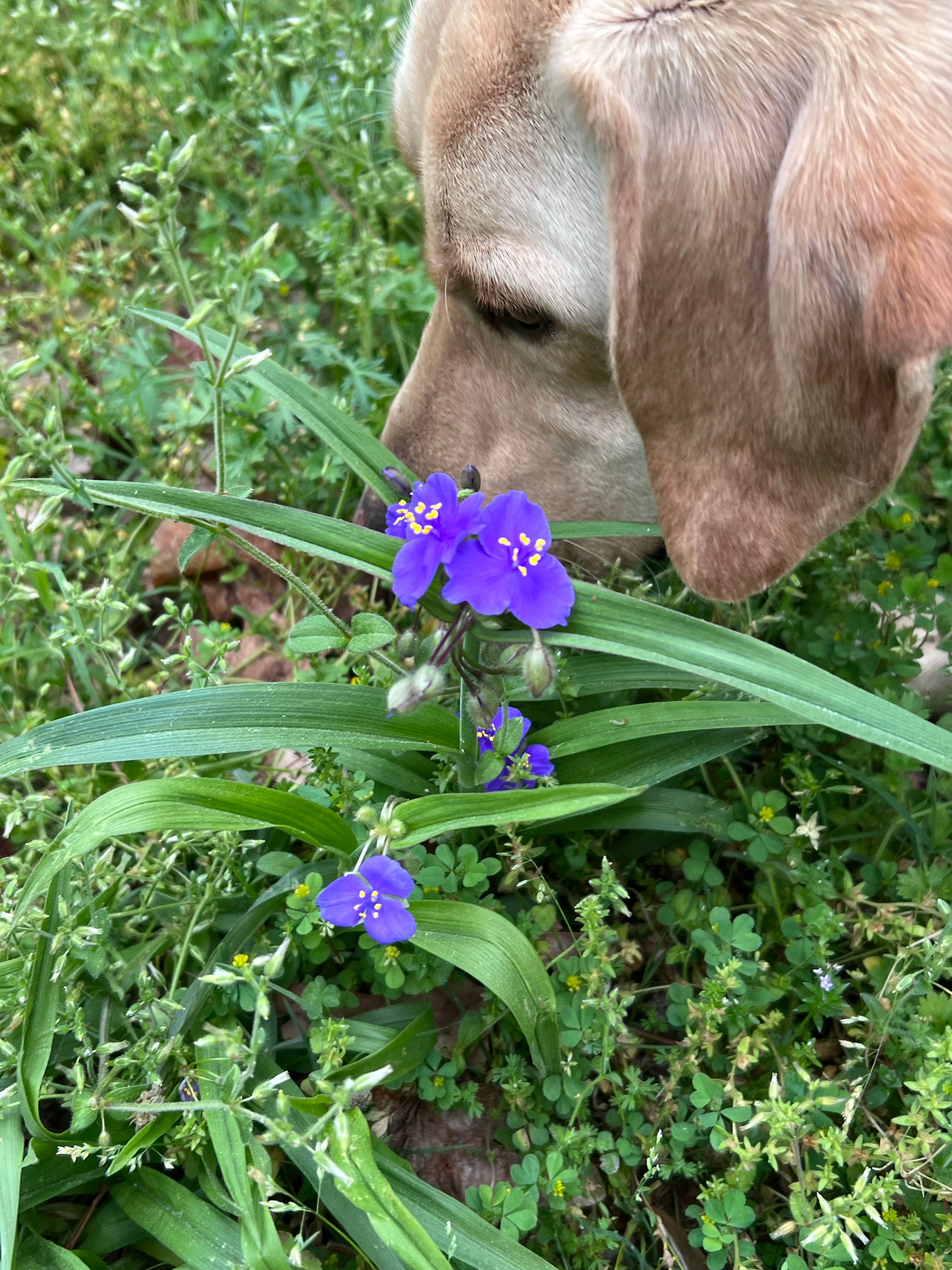 Maggie  C.'s photo of camping with pets at Gulpha Gorge Campground — Hot Springs National Park near Malvern, AR