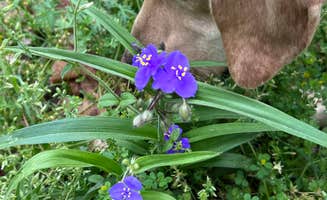 Maggie C.'s photo of camping with pets at Gulpha Gorge Campground — Hot Springs National Park near Hot Springs National Park, AR