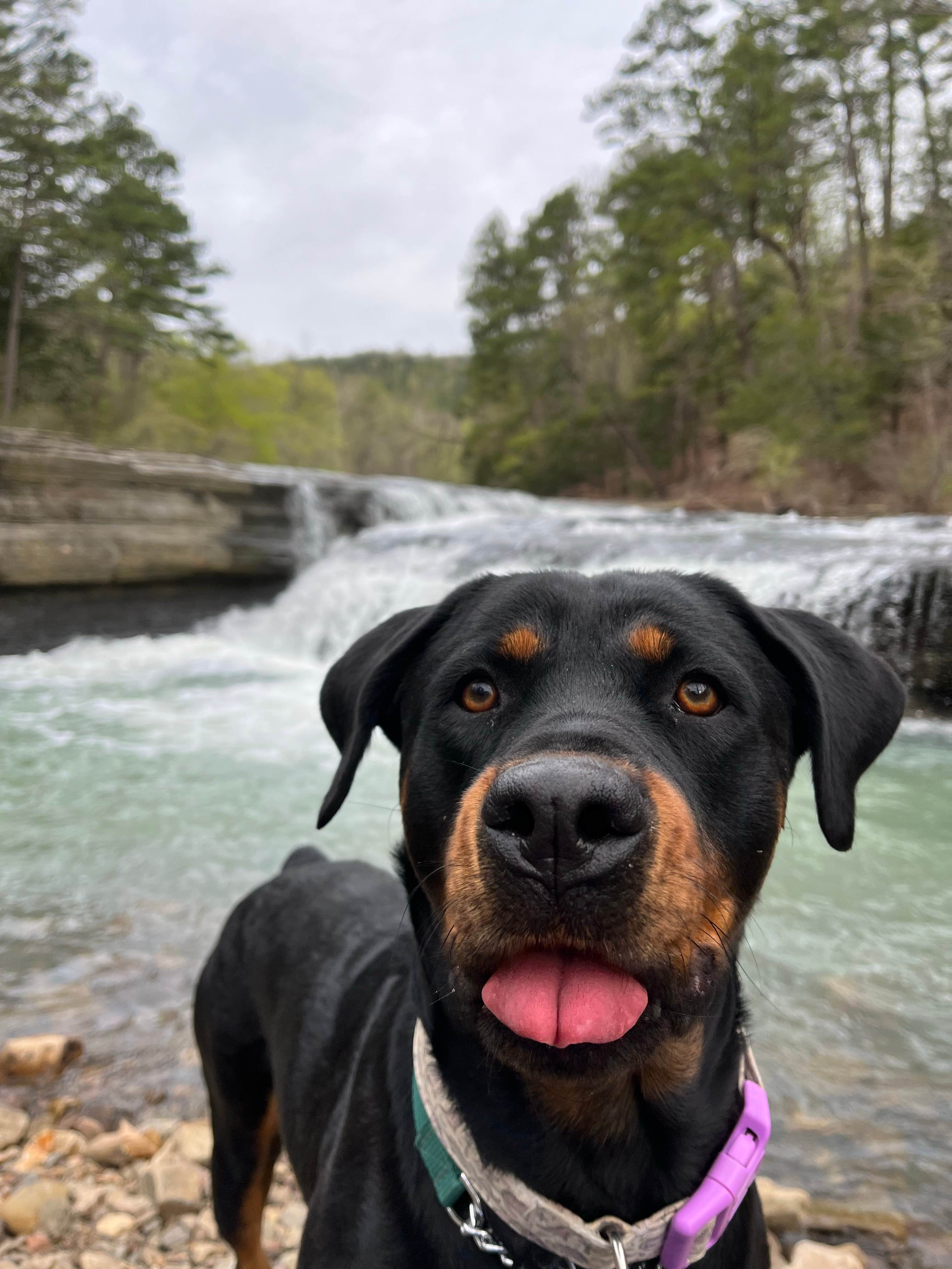 Lydia Y.'s photo of camping with pets at Haw Creek Falls Camping near Lake Dardanelle